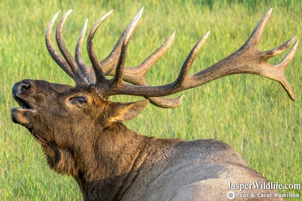 Elk - Wapiti on Jasper Wildlife Tours 4