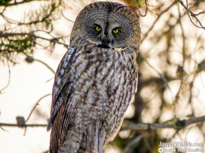 Great Grey Owl on Jasper, Alberta Wildlife Tours