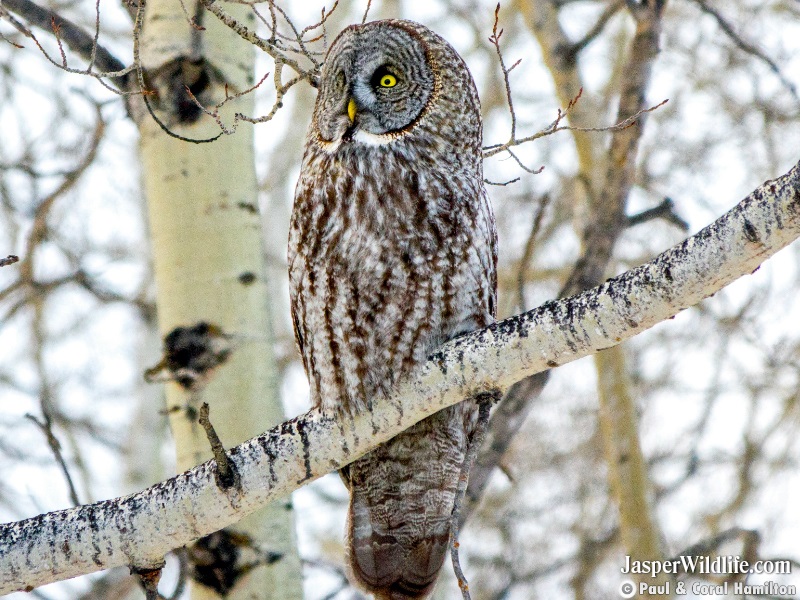 Great Grey Owl in Jasper, Alberta wildlife tours