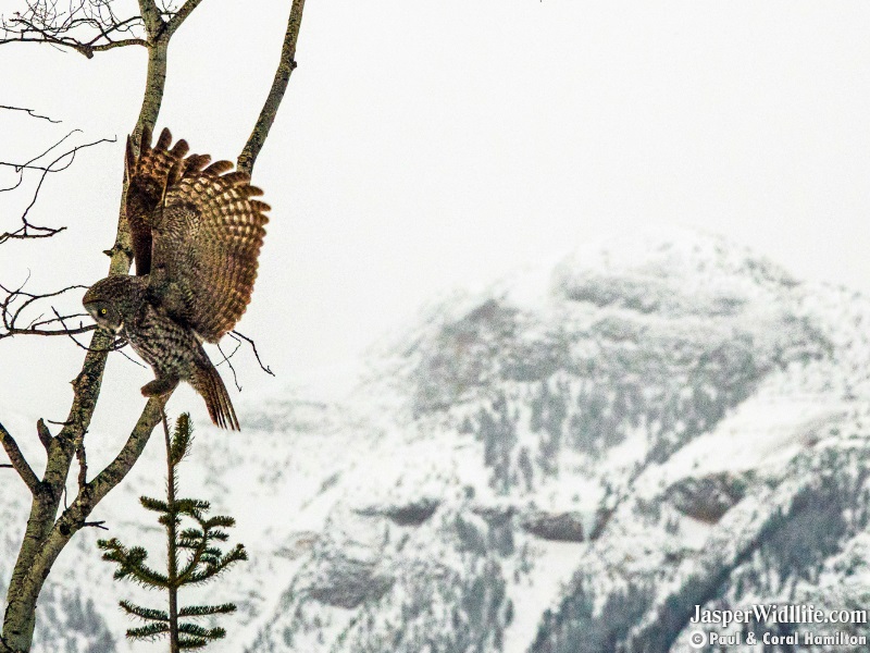 Great Grey Owl in Jasper, Alberta wildlife Tours Feb.