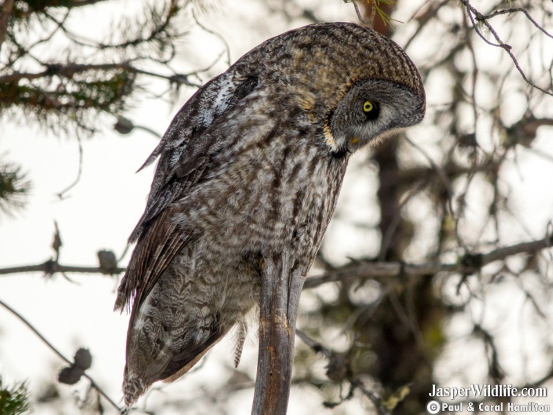 Great Grey Owl in Jasper, Alberta hunting Prey