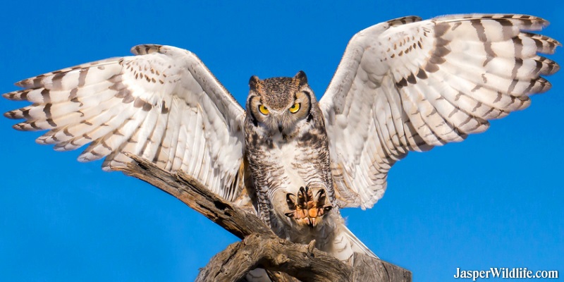 barred owl wingspan