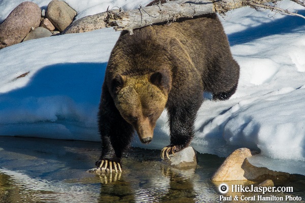 Grizzly Bear - Jasper Wildlife Tours