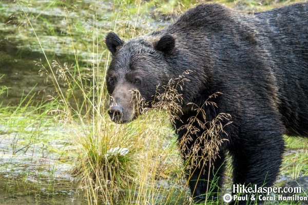 Dark Grizzly Bear Sept Jasper National Park