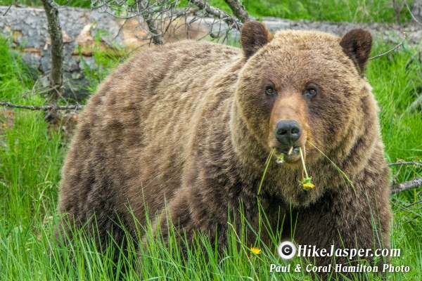 Grizzly Mother of 2 Cubs in Jasper Alberta