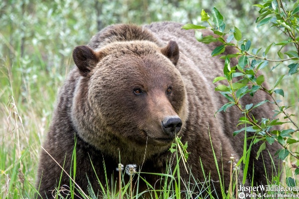 Grizzly Mum and Cub in it's 3rd Year