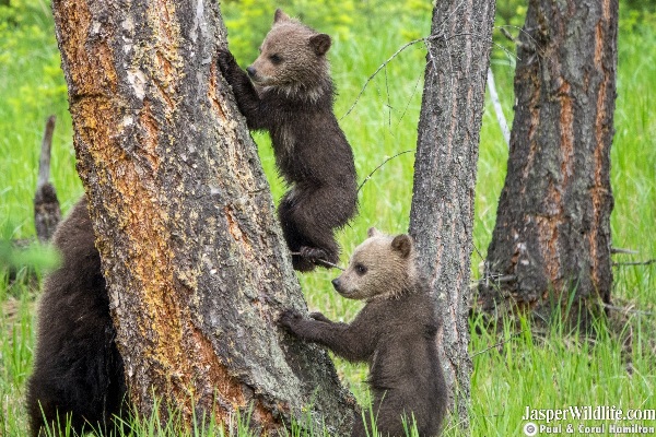 Tiny Grizzly Bear Cubs of 2019