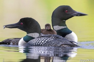 Loon - Jasper Wildlife Tours