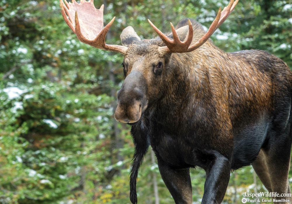 Moose - Jasper Wildlife Tours