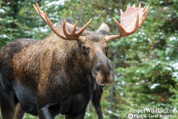 Bull Moose Rutting Season Jasper Wildlife Tours 5