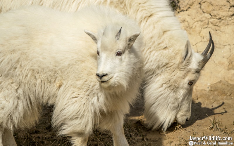 Mountain Goats in 2019 Jasper National Park Wildlife Tours 3