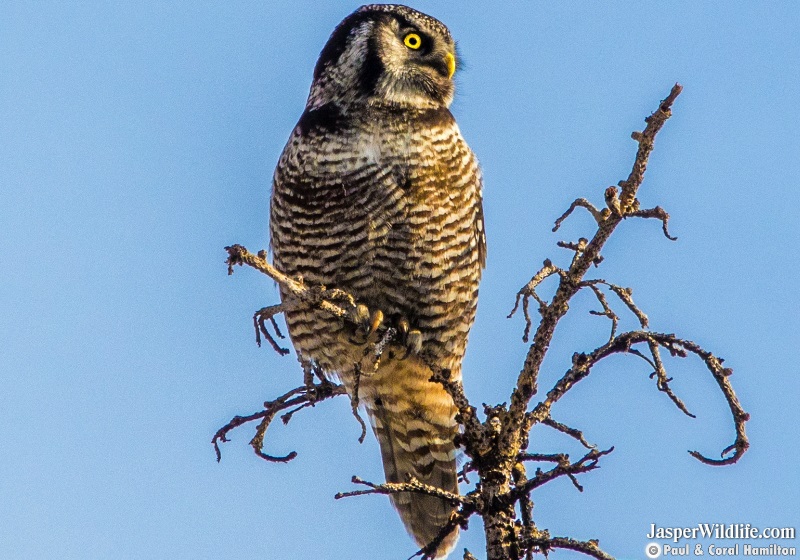 Northern Hawk-Owl in Jasper, Alberta Wildlife Tours