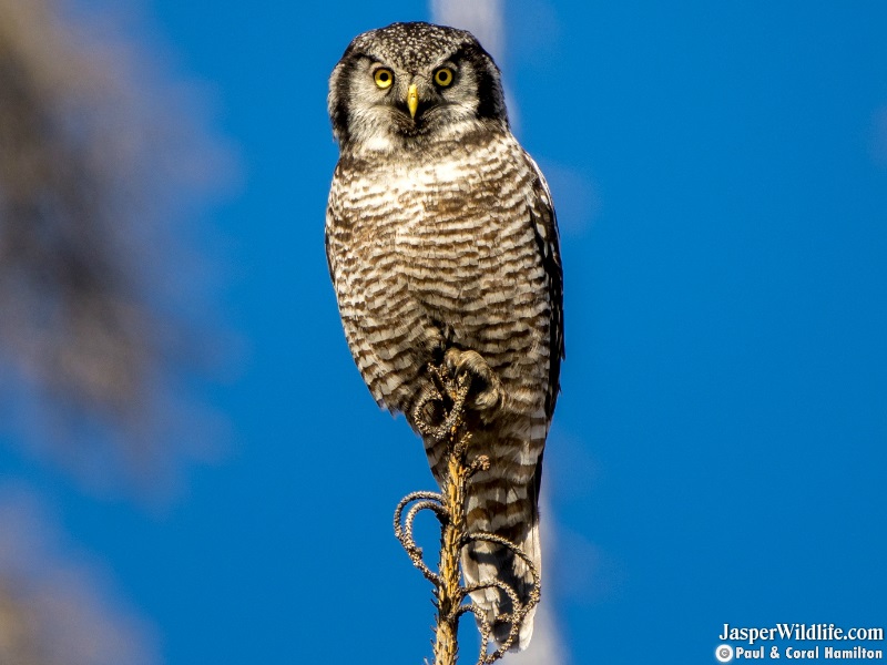 Northern Hawk-Owl in Jasper, Alberta Wildlife Tours