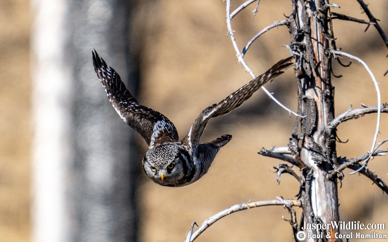 Northern Hawk Owl Diving - Jasper Wildlife Tours