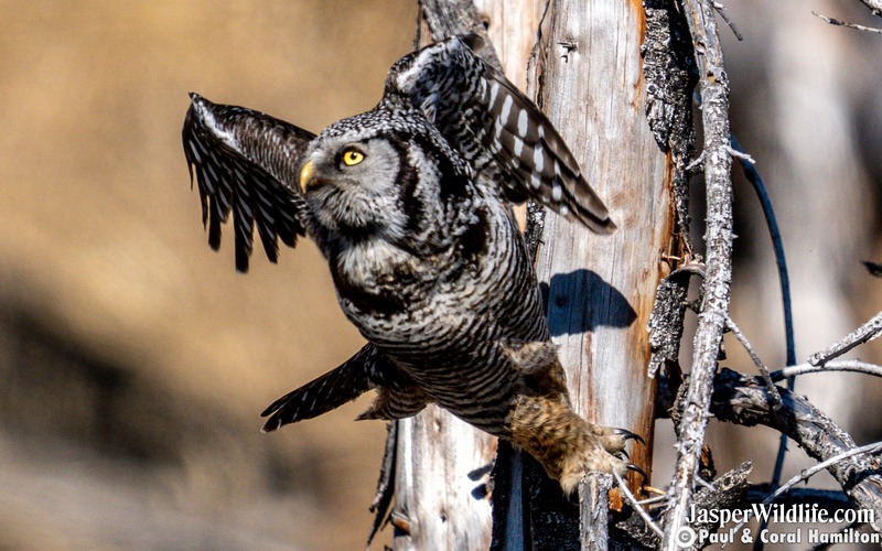 Northern Hawk Owl Diving - Jasper Wildlife Tours