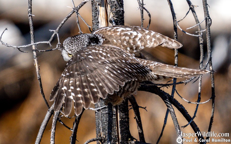 Northern Hawk Spreading it's wings - Jasper Wildlife Tours