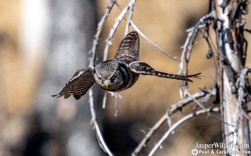 Northern Hawk Owl Diving - Jasper Wildlife Tours