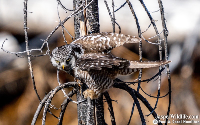 Northern Hawk Owl Diving - Jasper Wildlife Tours