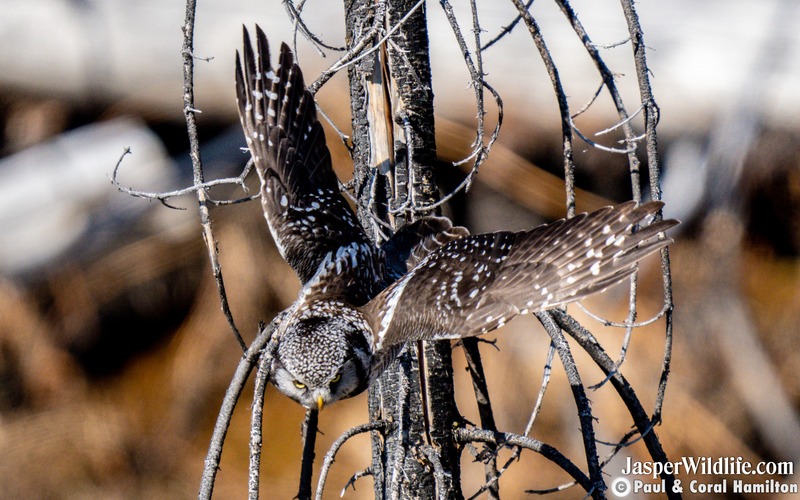 Northern Hawk Owl Diving for food - Jasper Wildlife Tours