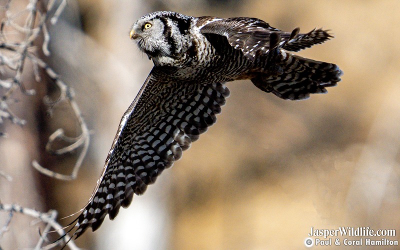 Northern Hawk Owl in Flight - Jasper Wildlife Tours