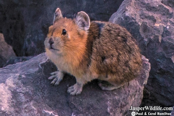 Pika in Jasper, Alberta Wildlife Tours