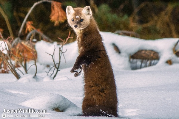 Pine Marten - Jasper Wildlife Tours