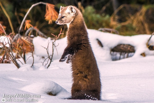 Pine Marten in Jasper, Alberta Tours