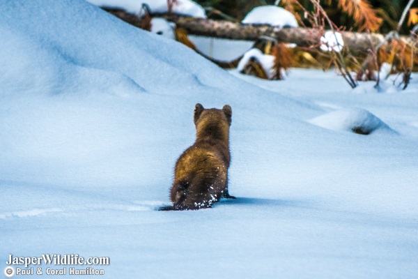 Pine Marten in Jasper, Alberta Tours