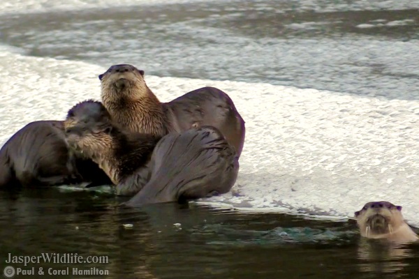 River Otter - Jasper Alberta Wildlife Tours