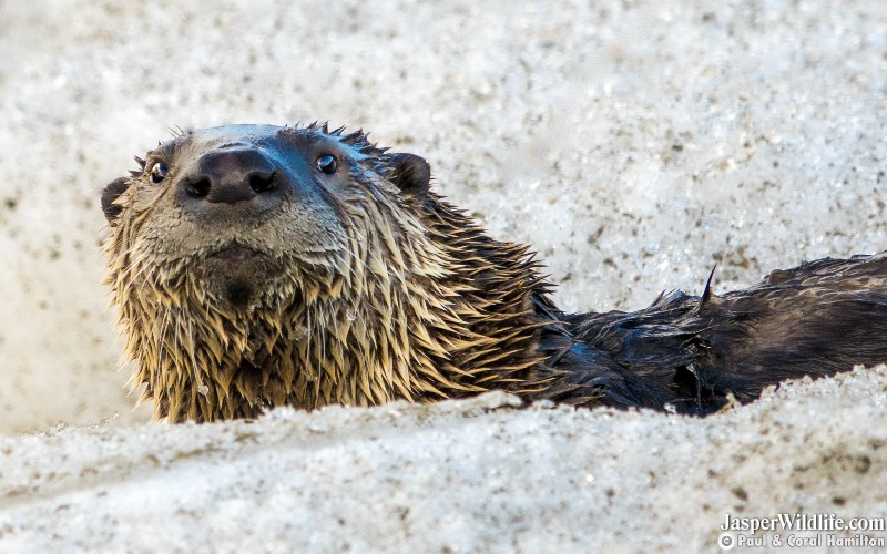 Playful River Otter - Jasper Alberta Wildlife Tours