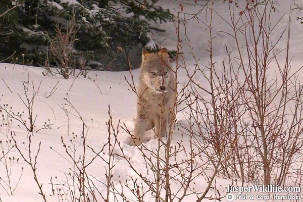 10 Month Old Wolf Pup - Jasper Wildlife Tours