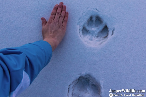 wolf tracks - Jasper Wildlife Tours