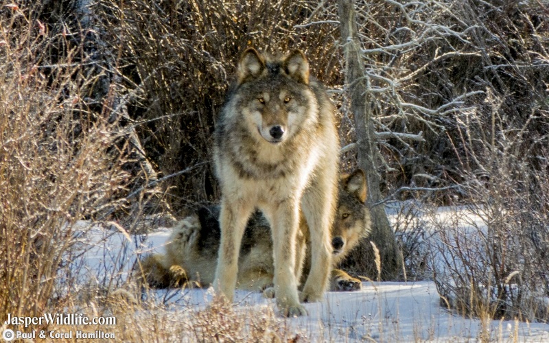 Jasper Wolves 2020 in March