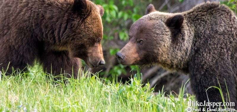Jasper Summer Wildlife Tours