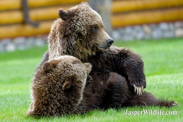 Jasper Summer Wildlife Tours