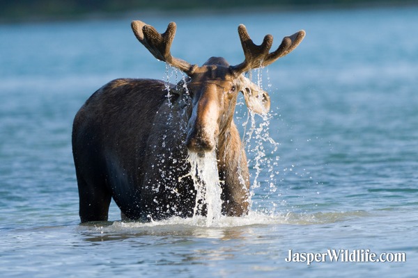 Jasper Summer Wildlife Tours