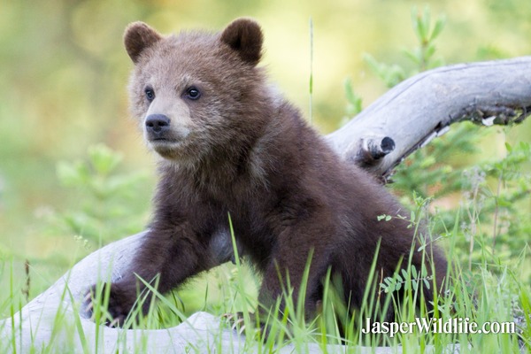 Jasper Summer Wildlife Tours