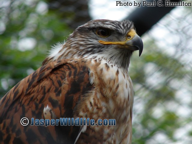 Jasper Wildlife Hawk Overlooking