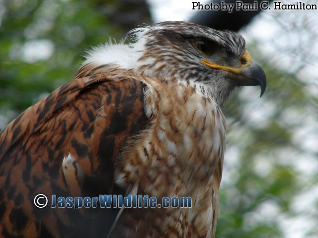 Jasper Wildlife Hawk watching