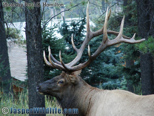 Jasper Wildlife 17285 Bull Elk Rack