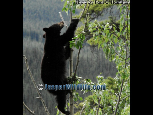 Jasper Wildlife - 1YR Cub to Poplar Top 1116