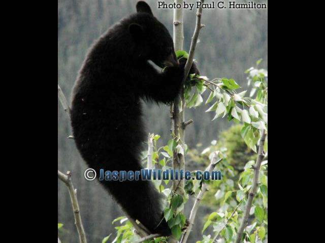 Jasper Wildlife - Bear Cub Comfy in Poplar 1124