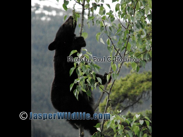 Jasper Wildlife - Bear Cub eating at Poplar Top 1133