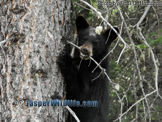 Jasper Wildlife Bear Cub showing who is Boss 1274