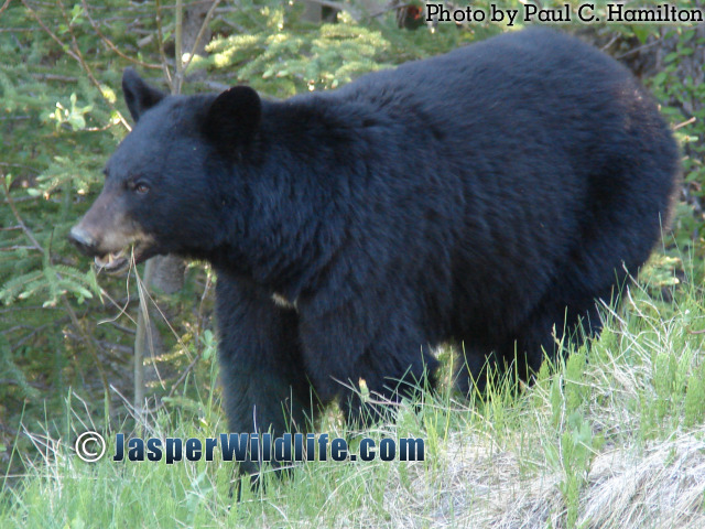 Jasper Wildlife Bear Mother Eating 837
