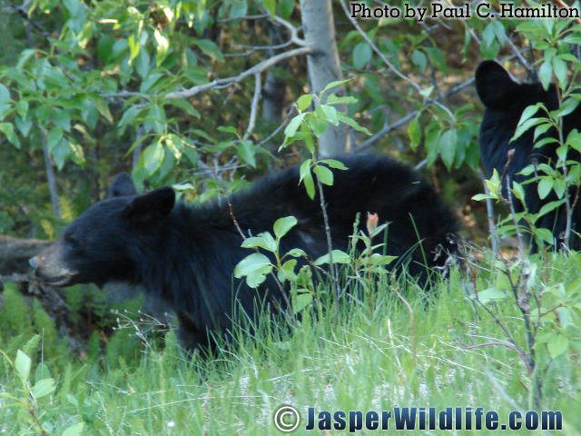 Jasper Wildlife Bear Mother and cub 848