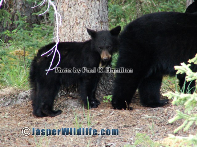 Jasper Wildlife Bear Mum leading Family Away 1591
