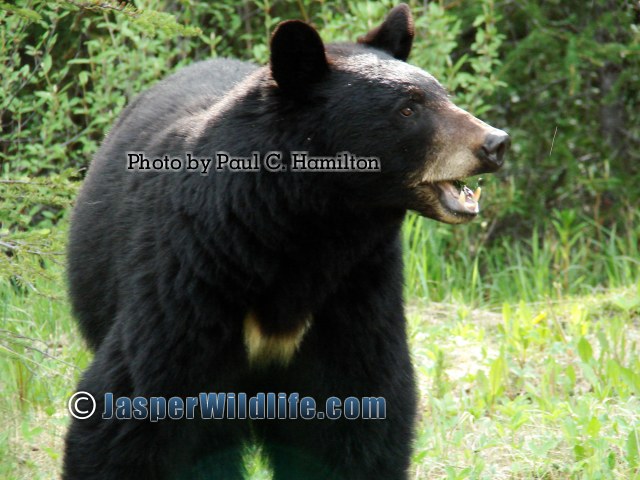 Jasper Wildlife Black Bear Showing Canines 1413