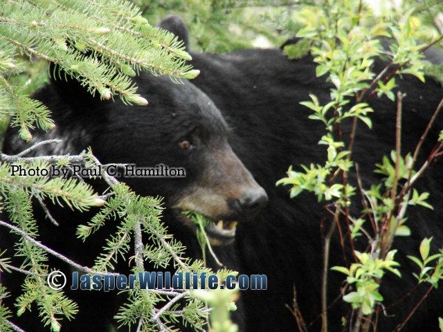 Jasper Wildlife Black Bear eating Dandelions 1261