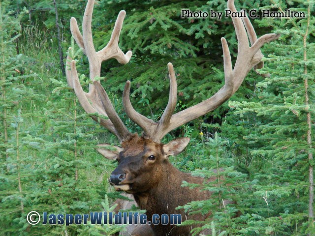 Jasper Wildlife Bull Elk 1799